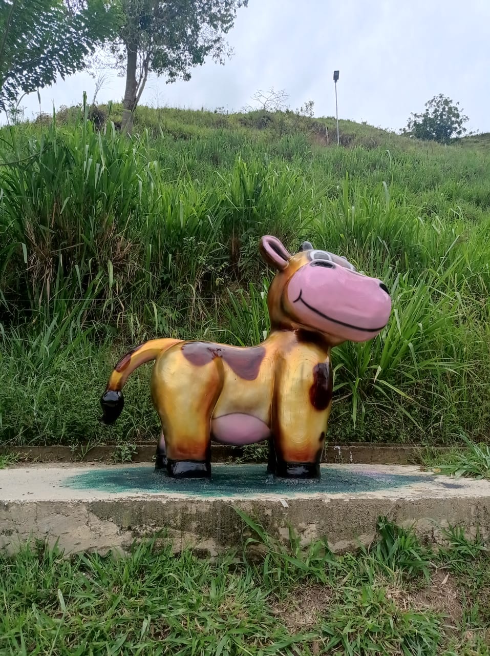 Vaca