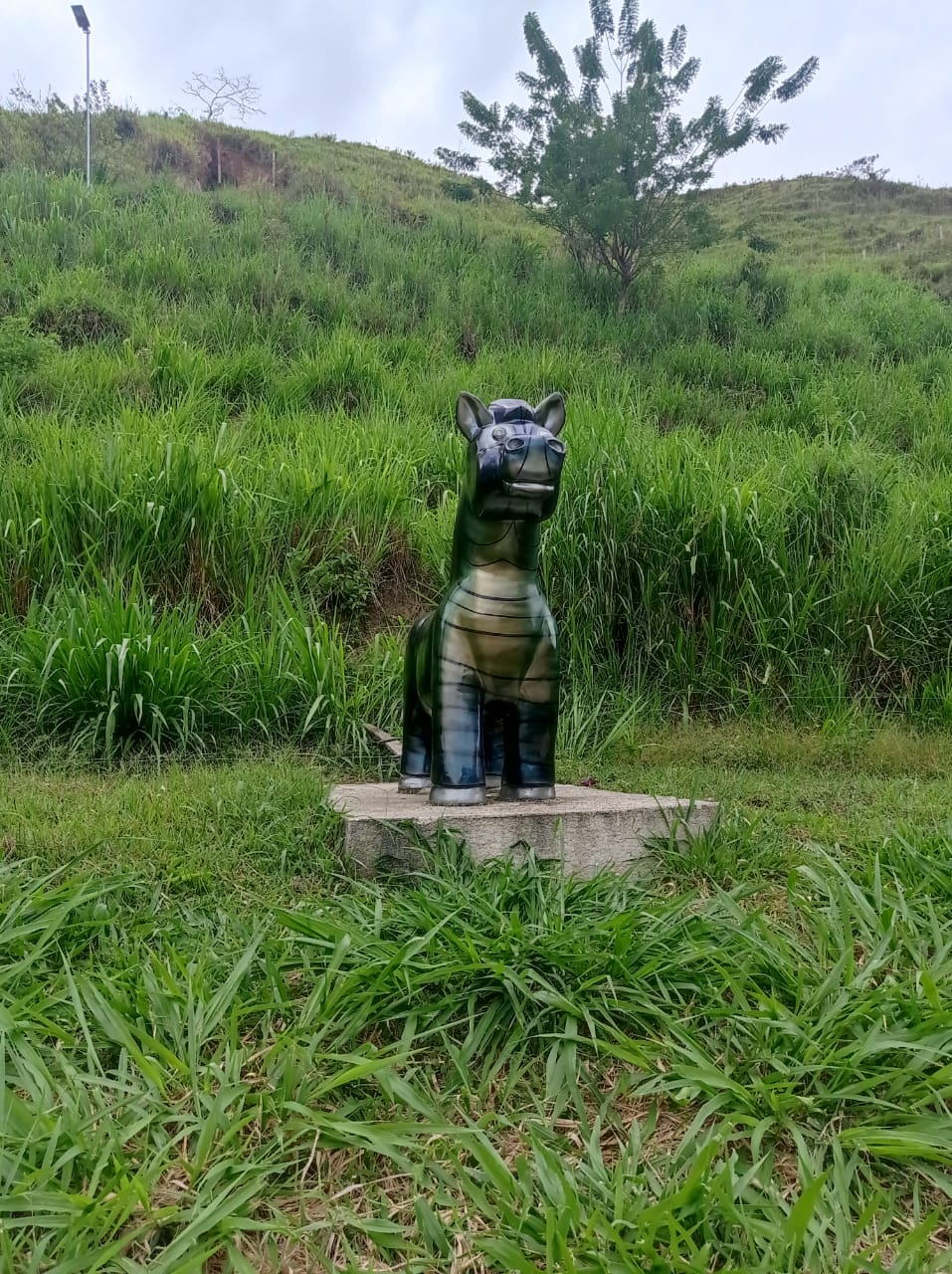Zebra